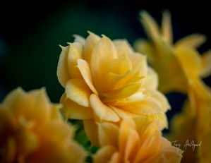 Georgia   Hi Res   LTR